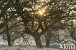 Hawthorn (Crataegus)