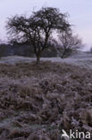 Hawthorn (Crataegus)