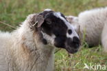 Suffolk sheep (Ovis domesticus)