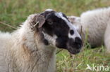 Suffolk schaap (Ovis domesticus)