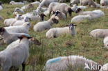 Suffolk schaap (Ovis domesticus)