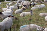 Suffolk schaap (Ovis domesticus)