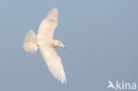 Glaucous Gull (Larus hyperboreus)