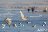 Glaucous Gull (Larus hyperboreus)