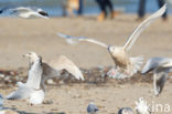 Glaucous Gull (Larus hyperboreus)