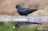 Merel (Turdus merula)