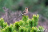 Chaffinch (Fringilla coelebs)