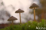 Burgundydrop bonnet (Mycena haematopus)