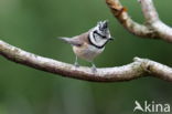 Kuifmees (Parus cristatus)