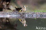 European Goldfinch (Carduelis carduelis)