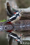 Grote Bonte Specht (Dendrocopos major)