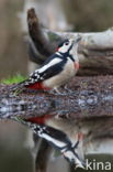 Grote Bonte Specht (Dendrocopos major)