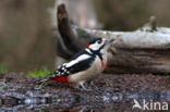 Grote Bonte Specht (Dendrocopos major)