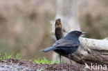 Merel (Turdus merula)