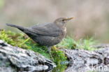 Merel (Turdus merula)