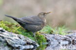 Eurasian Blackbird (Turdus merula)