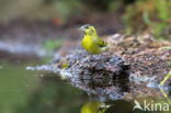 Eurasian Siskin (Carduelis spinus)