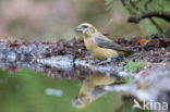 Red Crossbill (Loxia curvirostra)