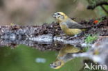 Red Crossbill (Loxia curvirostra)