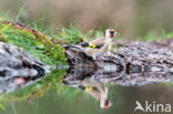 European Goldfinch (Carduelis carduelis)