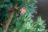 European Robin (Erithacus rubecula)