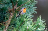 European Robin (Erithacus rubecula)