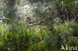 Yellowleg bonnet (Mycena epipterygia)