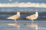 Kleine Burgemeester (Larus glaucoides)