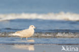 Kleine Burgemeester (Larus glaucoides)