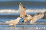 Kleine Burgemeester (Larus glaucoides)