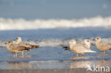 Kleine Burgemeester (Larus glaucoides)