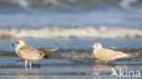 Kleine Burgemeester (Larus glaucoides)