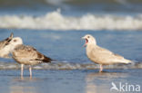 Kleine Burgemeester (Larus glaucoides)