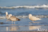 Kleine Burgemeester (Larus glaucoides)