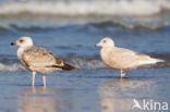 Kleine Burgemeester (Larus glaucoides)