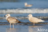 Iceland Gull (Larus glaucoides)