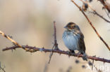 Dwerggors (Emberiza pusilla)