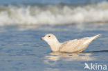 Kleine Burgemeester (Larus glaucoides)