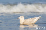 Iceland Gull (Larus glaucoides)