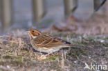 Dwerggors (Emberiza pusilla)