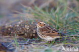 Dwerggors (Emberiza pusilla)