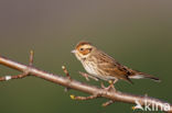 Little Bunting (Emberiza pusilla)