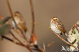 Dwerggors (Emberiza pusilla)