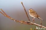 Dwerggors (Emberiza pusilla)