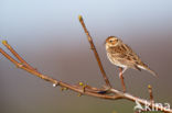 Dwerggors (Emberiza pusilla)