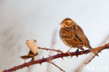 Dwerggors (Emberiza pusilla)