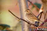 Dwerggors (Emberiza pusilla)