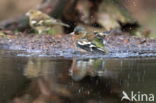 Chaffinch (Fringilla coelebs)