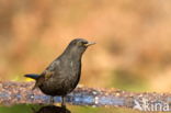 Grote Bonte Specht (Dendrocopos major)