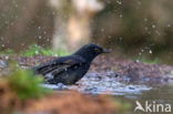 Merel (Turdus merula)